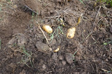 Sebze bahçesinden patates toplamak, sebze bahçesinde çapayla patates toplamak.