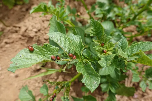 stock image Colorado beetle infestation eating potato leaves. beetle larvae in the vegetable garden.