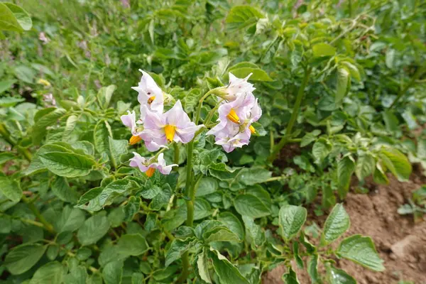 stock image potato cultivation . potato blossoms in cultivation before harvesting