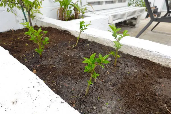 stock image common privet planting in flower bed for terrace enclosure. privet by cutting.