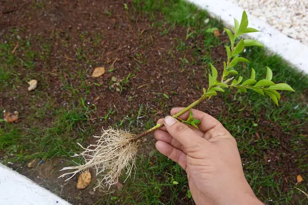 stock image young alligustrum cutting with roots held by man