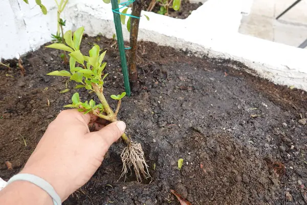 stock image man plants a cuttings of privet with roots in the ground to be used to enclose the farm.