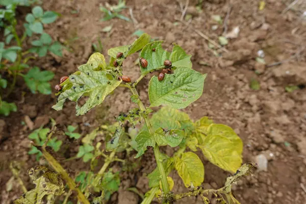 stock image potato plant almost dead due to pest and disease attack, fungus and beetle attack on potatoes