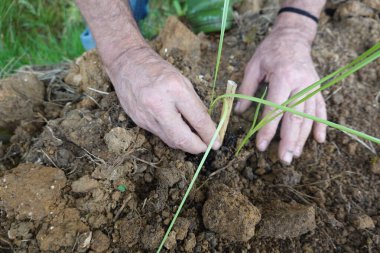 Vetiver kesimi yapan bir adamın eline yakın çekim. Genç vetiver bitkisi erozyonu önlemek için