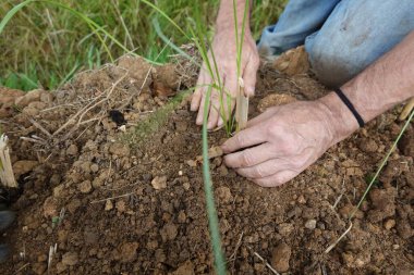 İnsan ellerinin aşınmış toprağa genç vetiver kesikleri diktiğinin ayrıntıları.