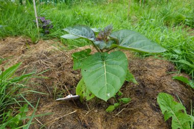 Yerde saman samanlarıyla yetişen domates ağacı. Genç tamarillo.
