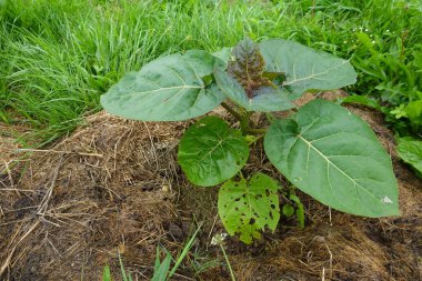 Tamarillo ya da bahçede yetişen ağaç domatesi. Tamarillo yeni filizler çıkarıyor..