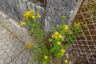 Kaldırımda büyüyen Aziz John bitkisi. aromatik hiperikum bitkisi