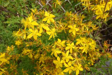 St. John 's Wort bitkisine yakın plan. Üzerinde tıbbi hiperikum yapraklı sarı çiçekler var.