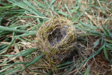 Yerde yatan küçük boş kuş yuvası. Ormanda terk edilmiş bir yuva.