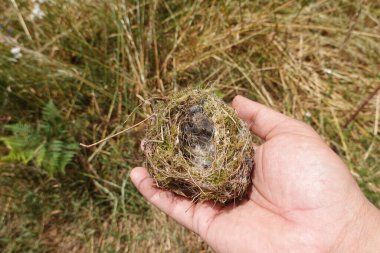 İnsanın eli yerde bulunan küçük kuşların boş yuvasını tutuyor.