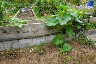 Tahta yatakta büyüyen dev yapraklı balkabağı bitkisi. Büyük balkabağı yaprakları.