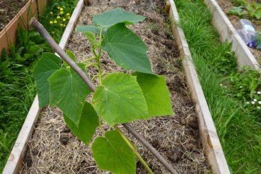 Paulownia yapraklarına yakın çekim. Paulownia ağacı bahçeye ekilmeye hazır. kiri ağacı