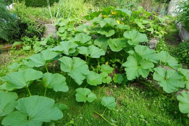 Sebze bahçesinde yerde sürünen büyük balkabağı yaprakları.