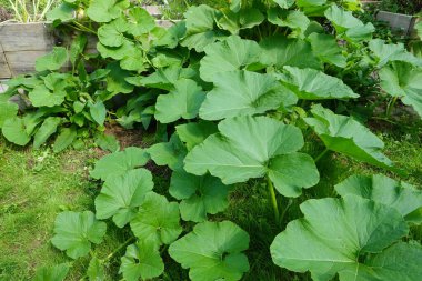 Sebze bahçesinde yetişen genç balkabağı bitkisi. verimli topraklarda büyüyen büyük balkabağı yaprakları.