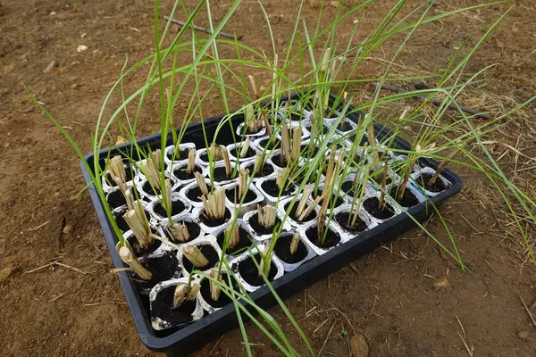 stock image vetiver cuttings seedling. young vetiver plant ready for planting.