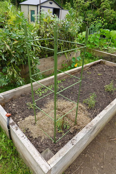 восхождение железная сетка для растений в огороде для сельскохозяйственных культур, таких как огурцы, тыквы или помидоры.