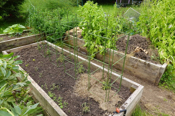 помидоры растут на металлической конструкции, чтобы избежать необходимости делать репетитора