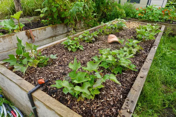 stock image sweet potato cultivation in raised wooden bed. young sweet potato plants growing in the vegetable garden.