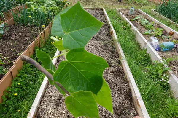 stock image gardener with potted paulownia plant ready for planting. young paulownia cuttings