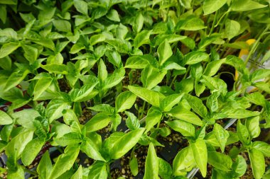 Dolmalık biber tohumu. Tohum ekmeye hazır bir sürü fidan var..