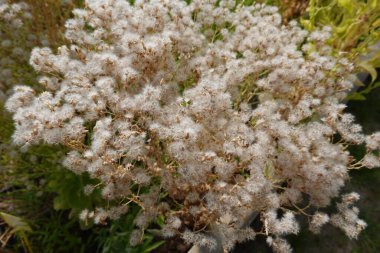 İçinde tohumlar olan kurumuş çiçekli marul bitkisi hasat için hazır.