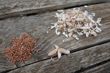 Turp tohumu temizleme işlemi. Kapsüller, organik kalıntılar ve turp tohumları.