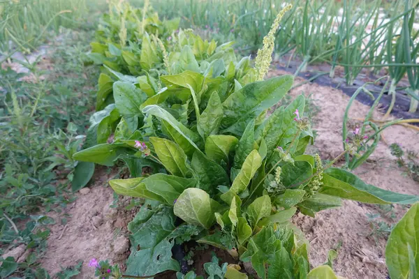 stock image spinach field ready for harvesting, ridge grown spinach