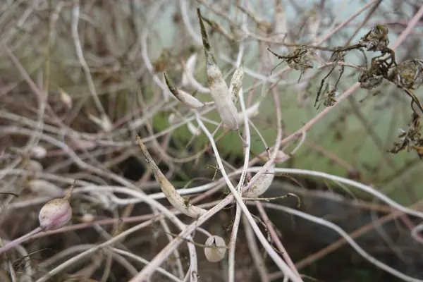 stock image capsules of radish plant with seeds inside, radish pods