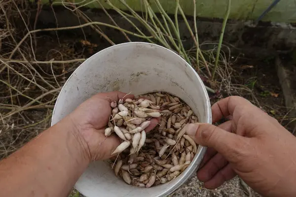 stock image man picks radish pods with seeds inside. cube of radish pods with seeds to collect