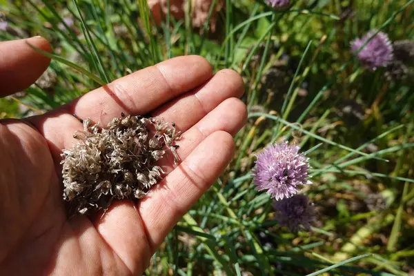 Stock image man's hand holds chive seeds ready for sowing next to chive flower in vegetable garden