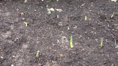 Sebze bahçesinde yükseltilmiş ahşap bir yatakta sarımsak filizleniyor.