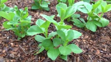 Yükseltilmiş ahşap bir yatakta geniş fasulye yetiştirmek. Ahşap gübre bahçeli şehir sebze bahçesi.