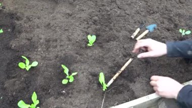 Çiftçilerin yetiştirdiği marul ve gübrelenmiş toprak. Seraya bitki ekiyorum.