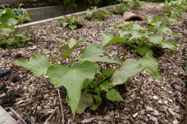 Genç patates sarmaşıklarının yakın plan çekimi saman tarlasında gelişiyor, erken yaprak büyümesini sergiliyor..