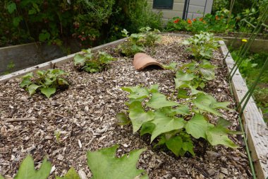 Bahçe yatağında yetişen tatlı patates sarmaşıkları organik bir bahçede doğal şartlar altında gelişiyor..
