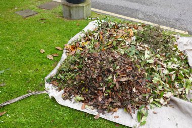 Büyük bir kuru yaprak yığını ve bahçe enkazı tente üzerinde toplanmış, çimenli bir çimenlikte öğütülmeye ya da gübrelenmeye hazır..