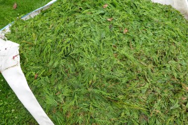 Beyaz bir muşamba üzerinde toplanmış, öğütülmeye ya da gübrelenmeye hazır, taze kesilmiş selvi yapraklarından oluşan büyük bir yığının ayrıntılı görüntüsü.