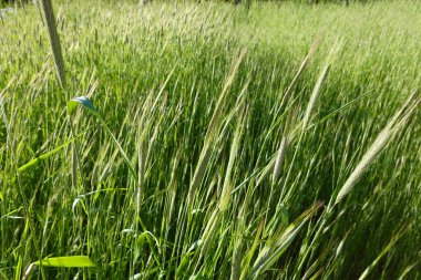 Canlı yeşil bir buğday tarlasına yakın çekim. Uzun sapları rüzgarda sallanarak gelişen bir mahsulün özünü yakalıyor..