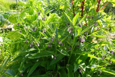 Büyüyen bir bahçede yemyeşil yaprakların arasında büyüyen mor çiçek kümeleriyle canlı bir kozalak bitkisi..