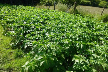 Canlı yeşil patates bitkileriyle dolu yemyeşil bir tarla güneşli ve bakımlı bir bahçede büyüyor..
