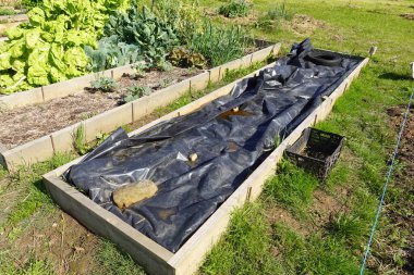 Siyah plastik çarşaflarla kaplı bir bahçe yatağı. Ev sebze bahçesine ekilmeye hazır..