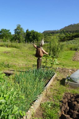 Güneşli bir günde yemyeşil soğan bitkileriyle dolu yükseltilmiş bir bahçe yatağının başında bir korkuluk duruyor..