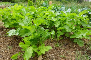 Fresh green celery plants growing robustly in a well-maintained garden bed, surrounded by other leafy vegetables. clipart