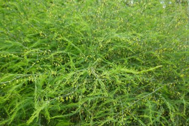 Yoğun, canlı yeşil kuşkonmaz eğreltiotu. Bahçede büyüyen mızraklar sağlıklı bitkilerin büyüdüğünü gösteriyor..