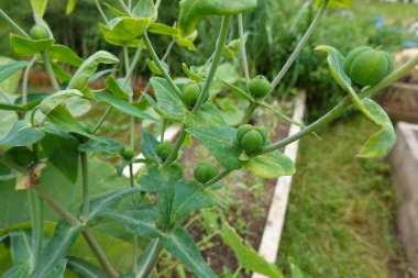 Olgunlaşmamış meyvelerin yemyeşil yapraklarla çevrili olduğu bir bahçedeki yeşillik (Euphorbia) bitkisinin ayrıntılı görüntüsü.