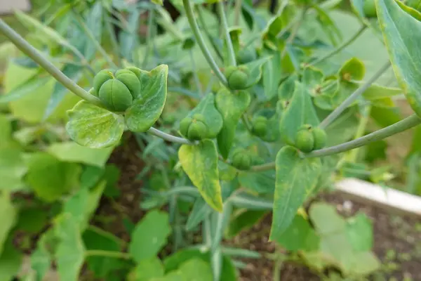 stock image Detailed view of a spurge (Euphorbia) plant, showcasing its developing seed pods and vibrant green leaves.