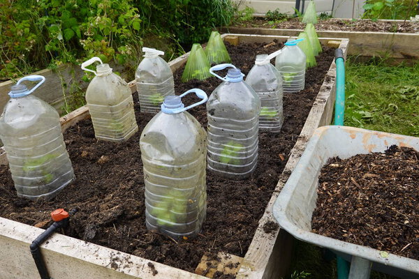 Молодые саженцы на приподнятой садовой кровати, защищенные вырезанными пластиковыми бутылками, с тачкой, заполненной компостом поблизости.