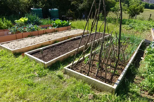 stock image Raised garden beds featuring different stages of growth: leafy greens, prepared soil, and a teepee trellis for climbing plants.