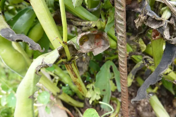 stock image Detailed image of broad beans with visible signs of disease or pest damage on the stems and leaves.